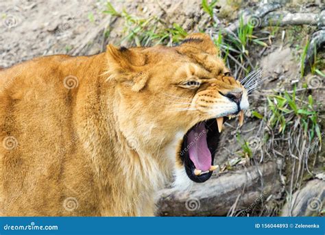 Angry Lioness At The Zoo Royalty Free Stock Image