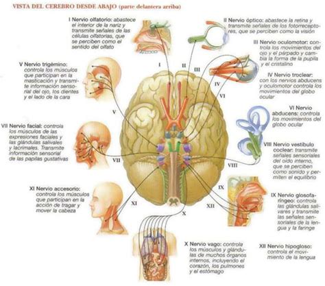 Pares Craneales Pesquisa Google Nursing Study Nursing Notes Sistema Neural Nerve Anatomy