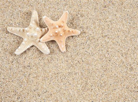 Starfish On Sand Stock Image Image Of Seashell Detail 18586881