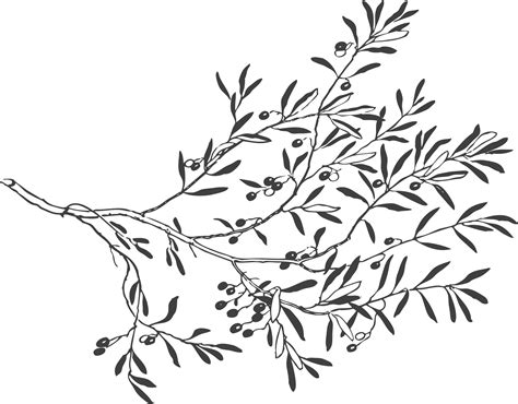 Black And White Drawing Of Olive Branch With Leaves And Olives Free