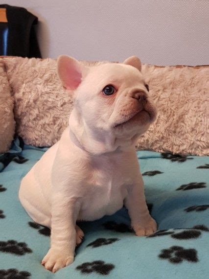 He is also mischievous and slightly stubborn. French Bulldog Puppies For Sale | Pittsburgh, PA #327727