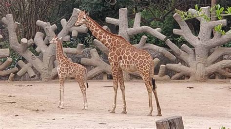 Ya Tiene Nuevo Nombre La Jirafa Bebé Del Zoológico De Chapultepec La