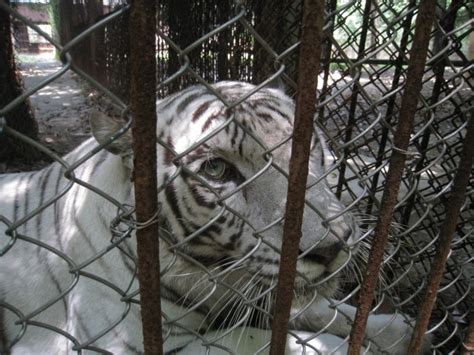 China S Tiger Farms Are A Threat To The Species Endangered Earth Touch News