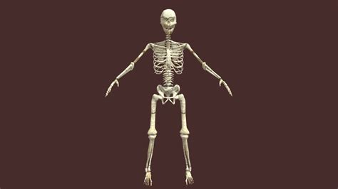 Skeleton Low Poly Download Free 3d Model By Everret Ea8f663 Sketchfab