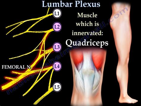 Lumbar Plexus Anatomy —