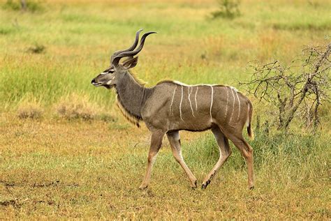 The Animals Of Botswana Antelopes Brave Africa