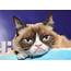 Grumpy Cat Banner Grounded By Blizzard In Philadelphia  Time