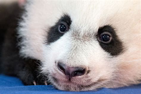 Panda Cub In Washington Is Thriving Ahead Of Public Debut