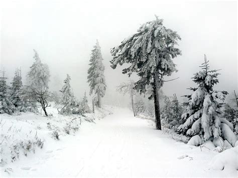 Winter Snow Tree · Free Photo On Pixabay