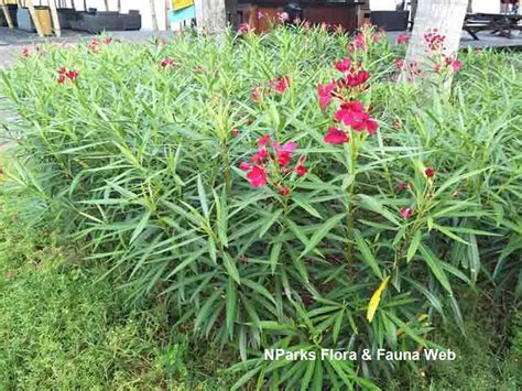 Nparks Nerium Oleander