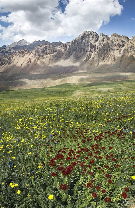 Elk Mountain Wildflowers Wild Flowers Scenery Beautiful Landscapes