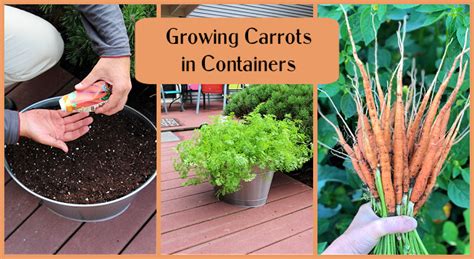 Growing Carrots In Containers An Easy Way To Grow Carrots Anywhere