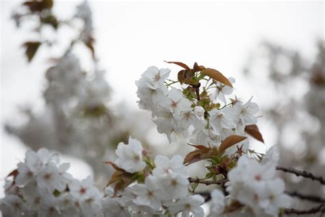 White Flowers On The Branch Free Stock Photo Public Domain Pictures