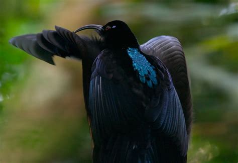 The Best Part Of ‘our Planet’ Is All The Horny Dancing Birds Decider