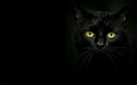 Beautiful Black Cat On A Dark Background Wallpapers And Images