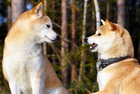 Shiba Inu Dog Breed Information And Images K9 Research Lab
