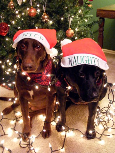 See more ideas about card sentiments, greeting card sentiments, card sayings. My dog Bella & Chloe for our christmas lights card idea 2010. | Dog xmas, Dog christmas pictures ...