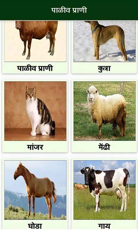 Top 197 Wild Animals Name In Marathi