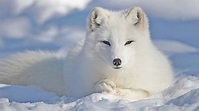 10 Incredible Arctic Fox Facts - AZ Animals