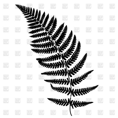 Fern Frond Silhouette 96691 Download Royalty Free Vector Clipart Eps