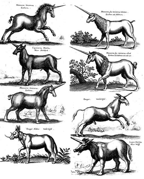 8 Species Of Unicorns Unicorn Art Unicorn Pictures Mythical Creatures