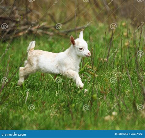 Baby Goat Stock Photo Image Of Agriculture White Animals 40622366