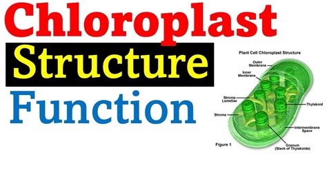 Chloroplast Structure And Function Youtube