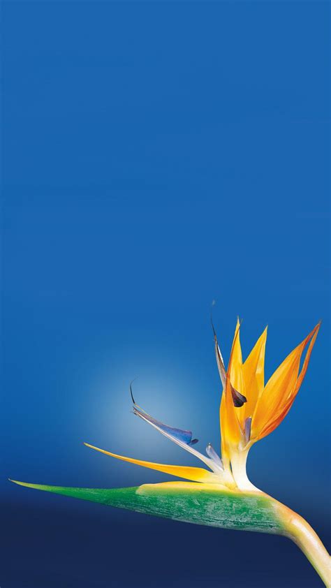 Birds Of Paradise Wallpapers Wallpaper Cave