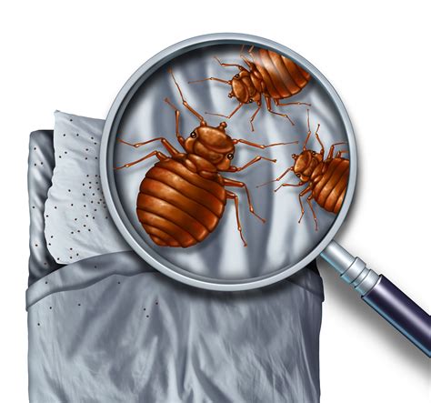 Health Canada Warns Vacationers About Bed Bugs
