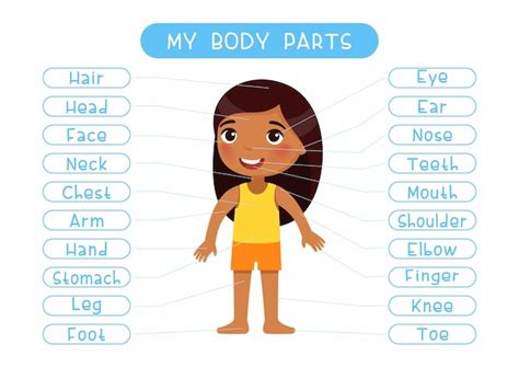 Premium Vector My Body Parts Educational Poster For Kids Classroom