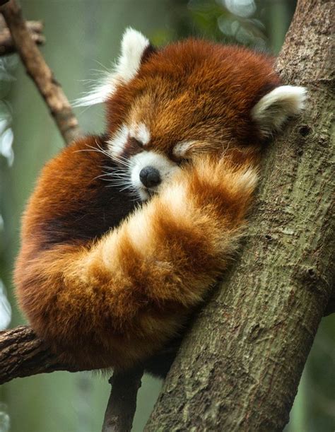 Amiee Stubbs Photography Red Panda Photo 5 Sleeping Animals Cute