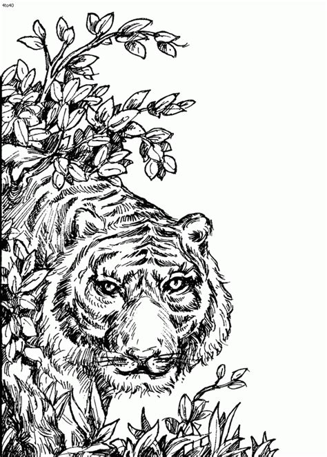 Color along with me tiger in coloring book intricate ink animal in detail by tim jeffs.i always enjoy coloring in this book, so i. Tiger Coloring Pages For Adults | Animal coloring pages ...