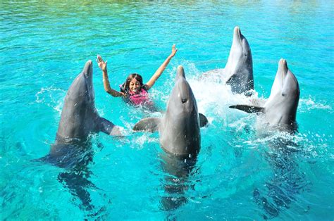 Roatan Dolphin Encounters Snorkeling And More Anthonys Key Resort