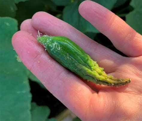 6 Reasons Why Cucumbers Are Deformed Okra In My Garden