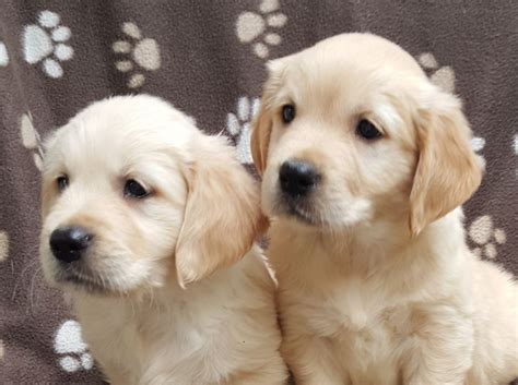 The golden is believed to have this dog was bred as a hunting breed well suited to chilly water, in order to retrieve game from the many small lakes, rivers or ponds that covered the area. Show Type KC reg Golden Retriever Puppies | Canterbury ...