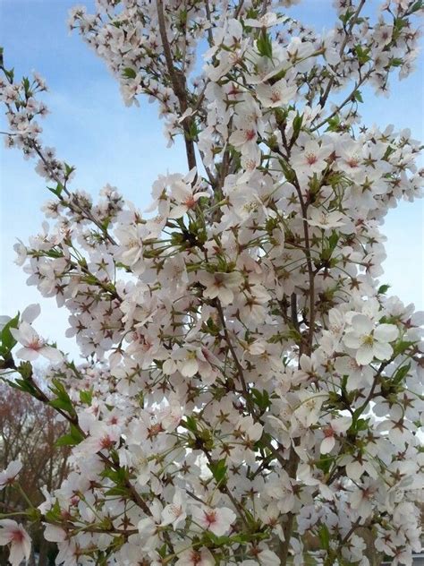 In d.c., kwanzans have bloomed as early as april 2, in 1946, and as late as may 2, in 1965. MY Yoshino Cherry!!!! | Flowering trees, Yoshino cherry ...