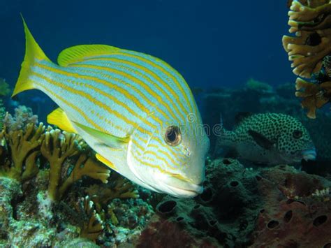 Yellow Striped Fish Close Up Stock Image Image Of Goldstriped