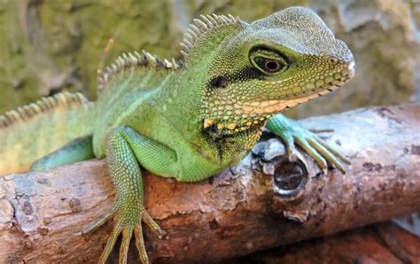 12 best reptile pets for beginners and experts alike · 1. Top 20 Best Pet Lizards For Beginners - Everything Reptiles