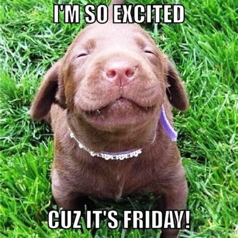 Its Friday Meme Happy Friday Funny Images Puppies Yoga Cute Puppies