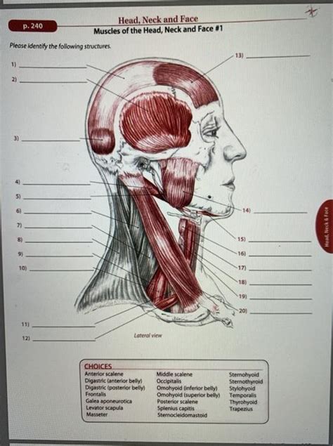 Solved P 240 Head Neck And Face Muscles Of The Head Neck