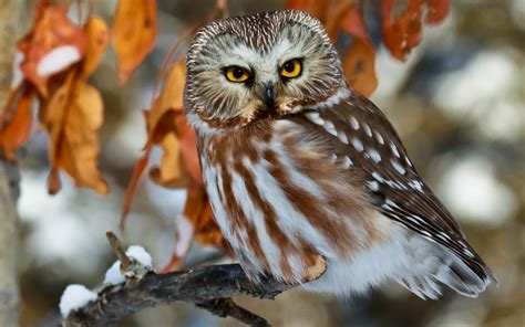 Wallpaper Birds Animals Macro Branch Wildlife Bird Of Prey Owl