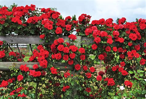 How To Grow Climbing Roses In A Small Space Garden Photos