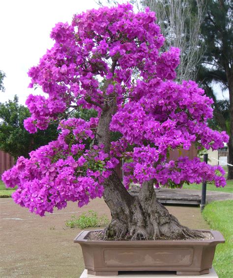 The Most Beautiful And Unique Bonsai Trees In The World