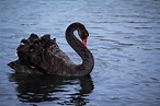 What is a black swan?