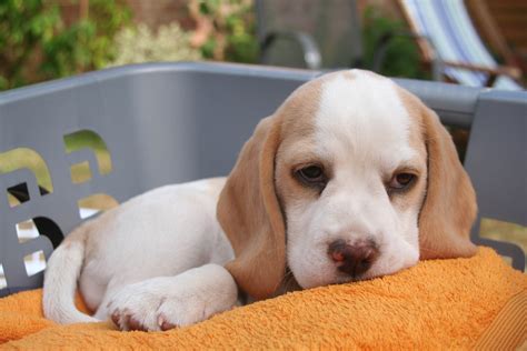 Vip puppies works with responsible beagle breeders across the usa. Lil' Dog Whisperer