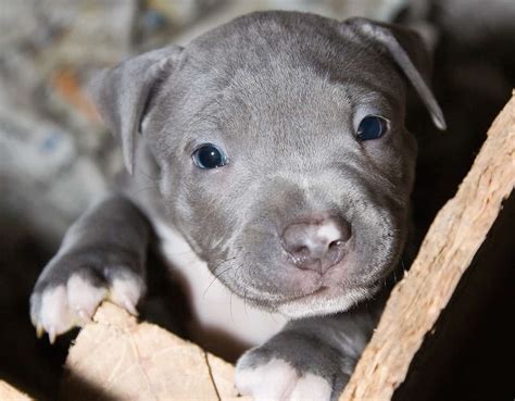 Black Pitbull With Blue Eyes Keepingdog