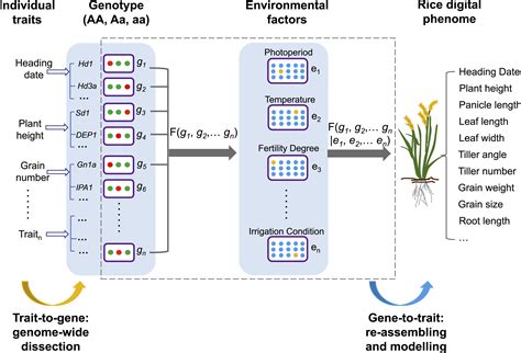 Genome Wide Association Studies In Rice How To Solve The Low Power