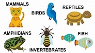 Basic Types of Animals and Their Characteristics