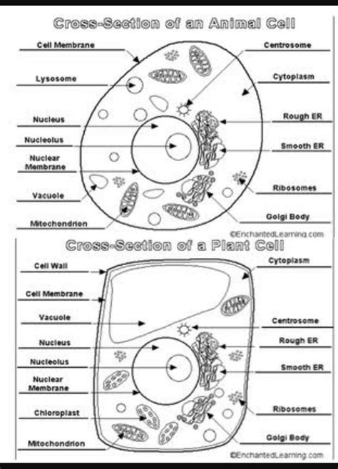 Draw A Well Labelled Diagram Animal Cell Draw A Neat