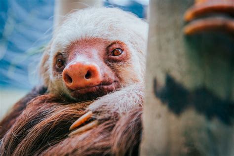 Selvatura Sloth Habitat